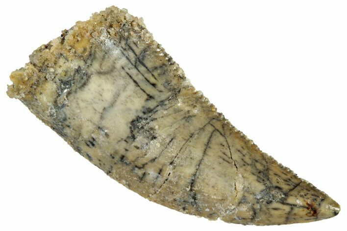 Serrated, Raptor Tooth - Real Dinosaur Tooth #261116